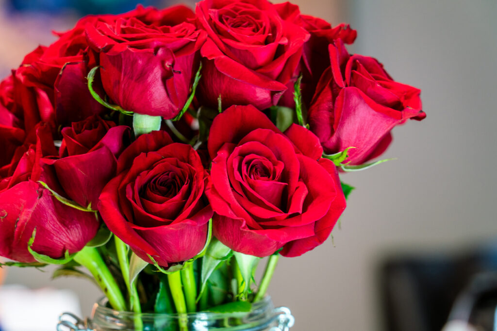 Dozen of red roses for Valentine's Day