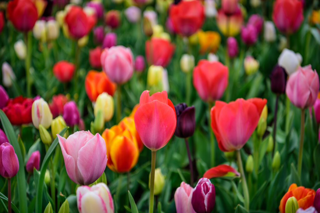 Multicoloured tulips
