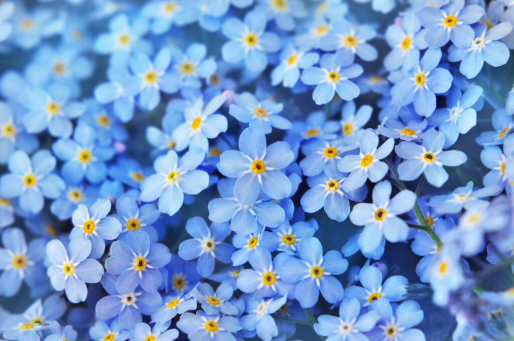 Forget-me-nots in Spring