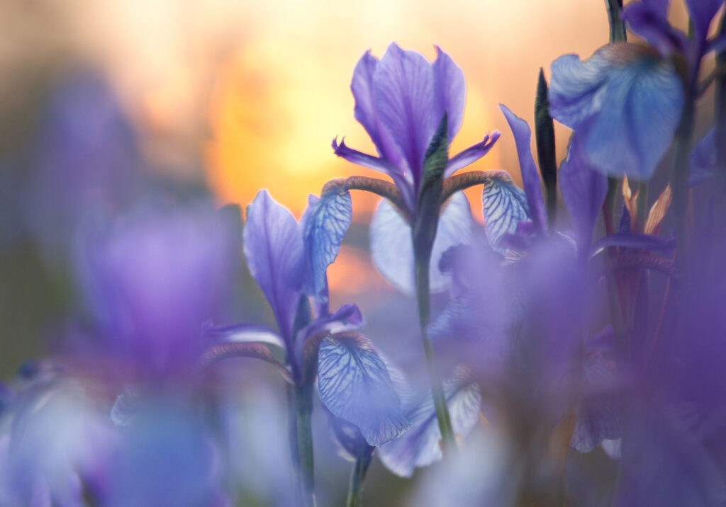 Purple iris flowers