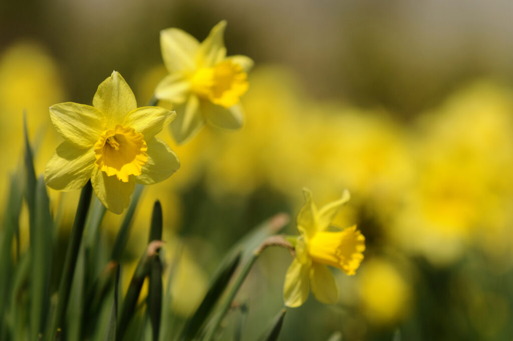 Cheerful yellow daffodils