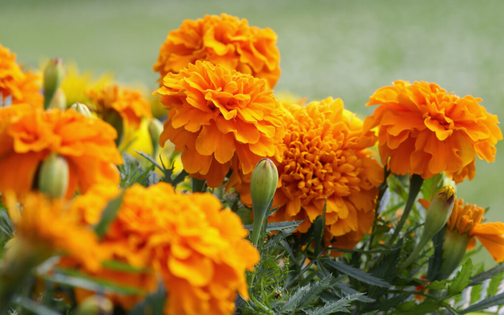 Orange marigold flowers