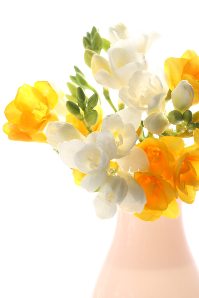 Yellow and white freesia in a vase