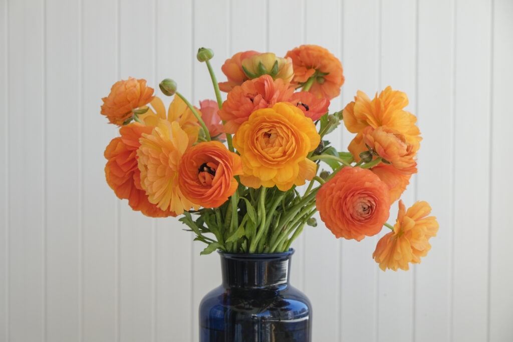 Orange ranunculus flowers in vase