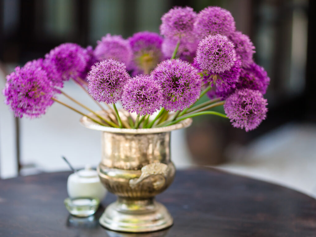 Allium flowers in a vase