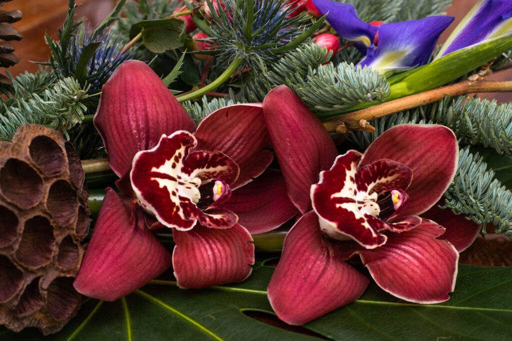 Christmas orchid